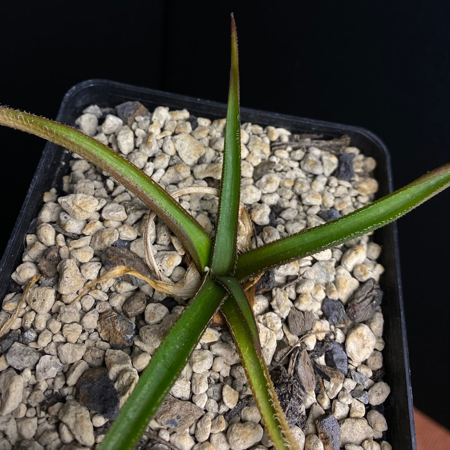 Aloe richardsiae v. setosa