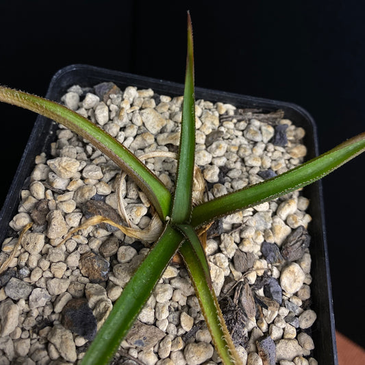Aloe richardsiae v. setosa