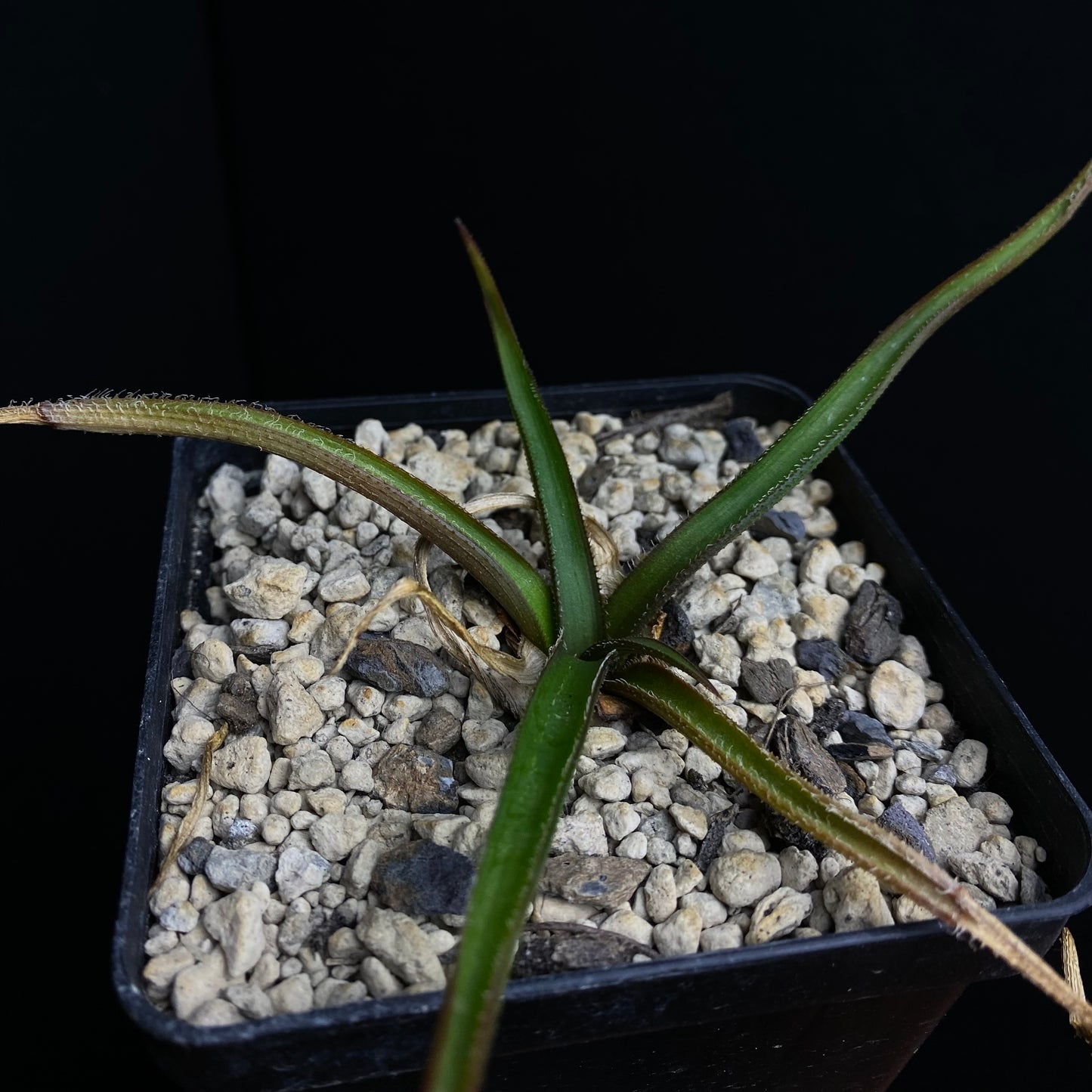 Aloe richardsiae v. setosa