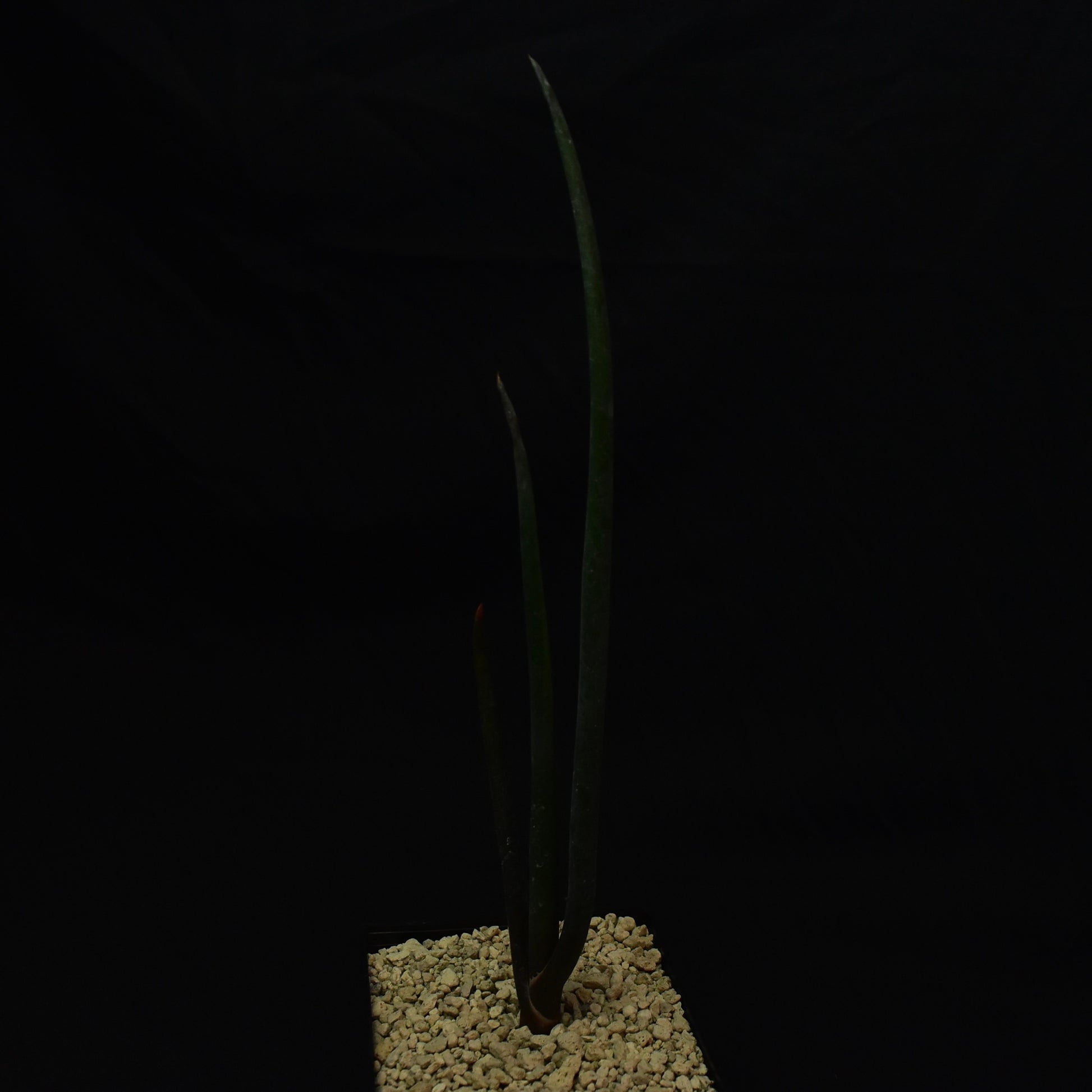 Auf dem Bild sieht man eine Aloe suzannae aus Madaaskar