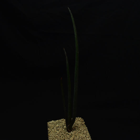 Auf dem Bild sieht man eine Aloe suzannae aus Madaaskar