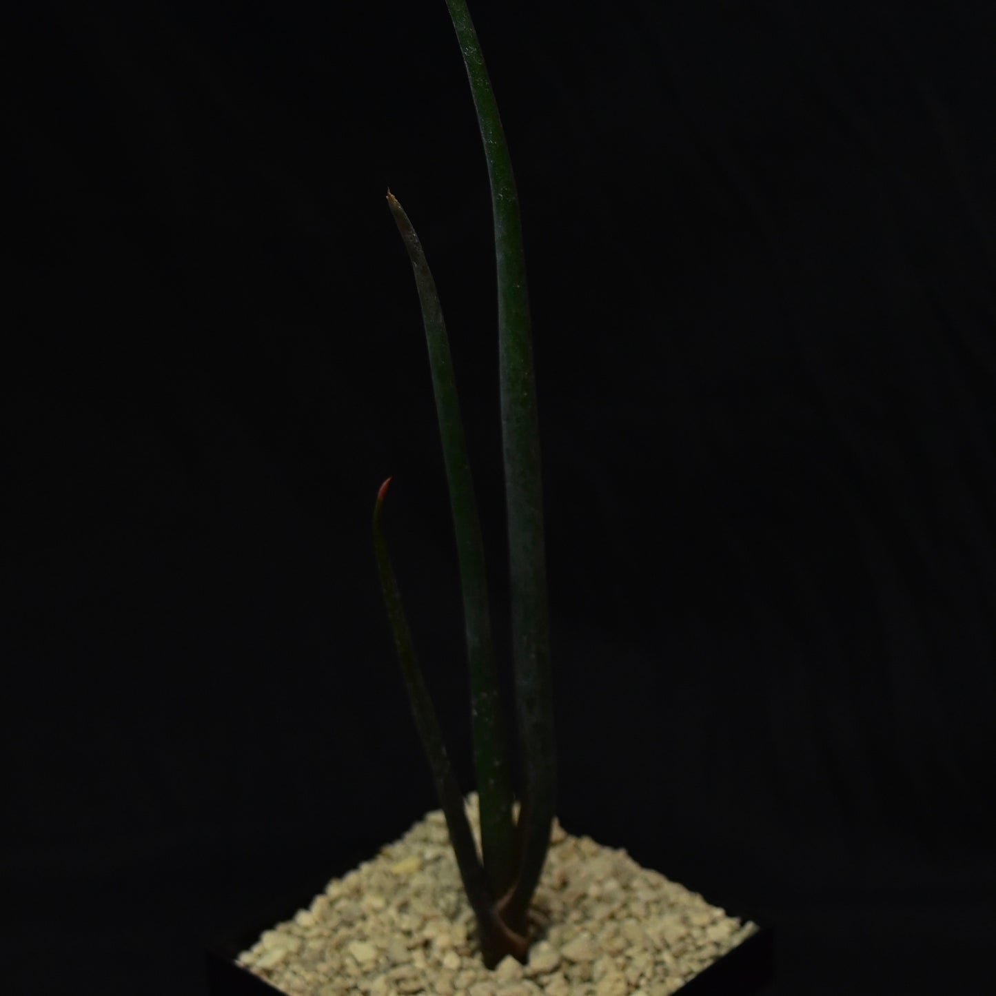 Aloe suzannae