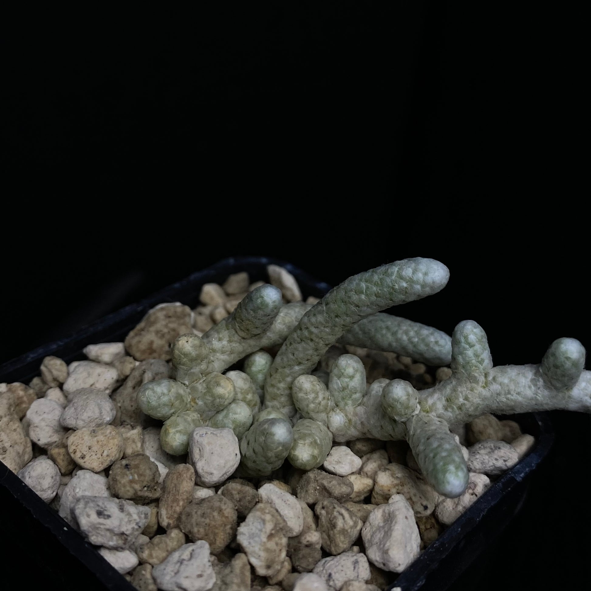 Das Bild zeigt eine seltene Pflanze der Art Avonia prominens