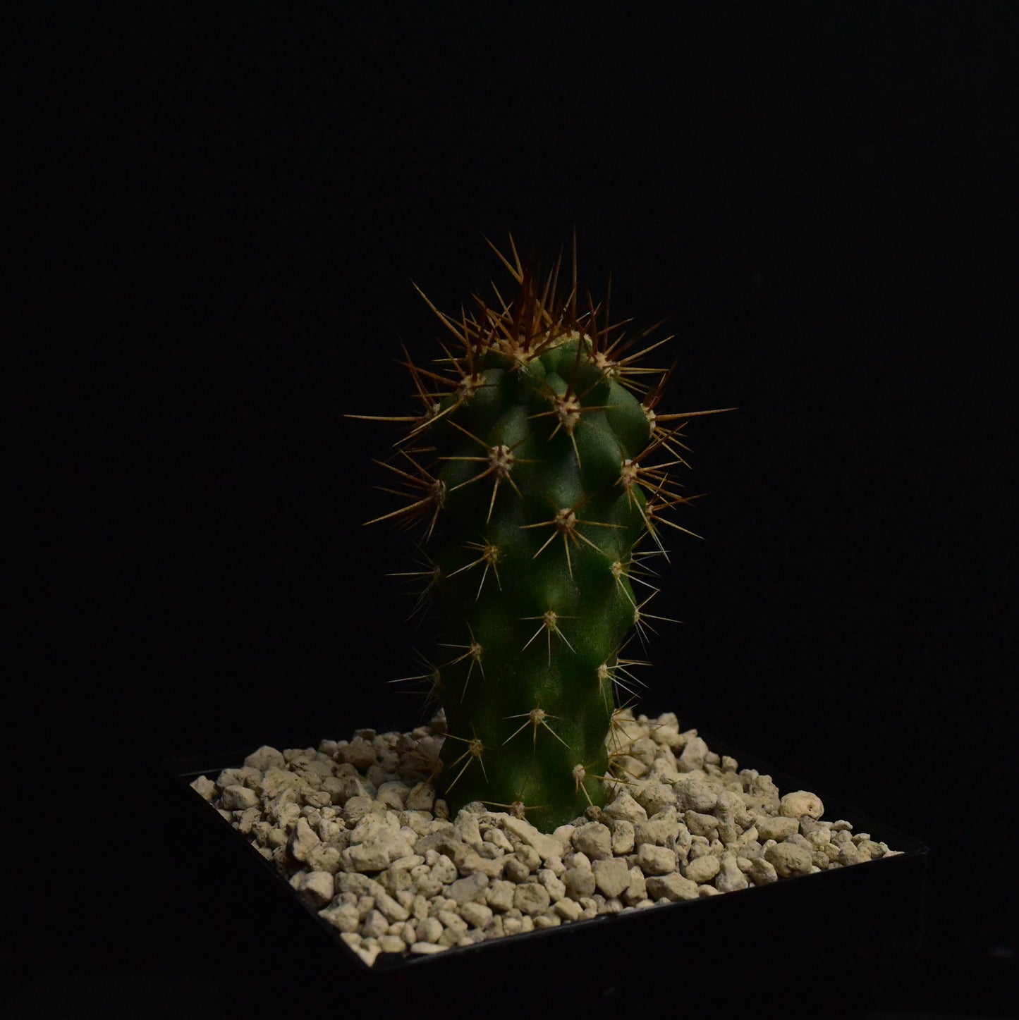 Azureocereus viridis