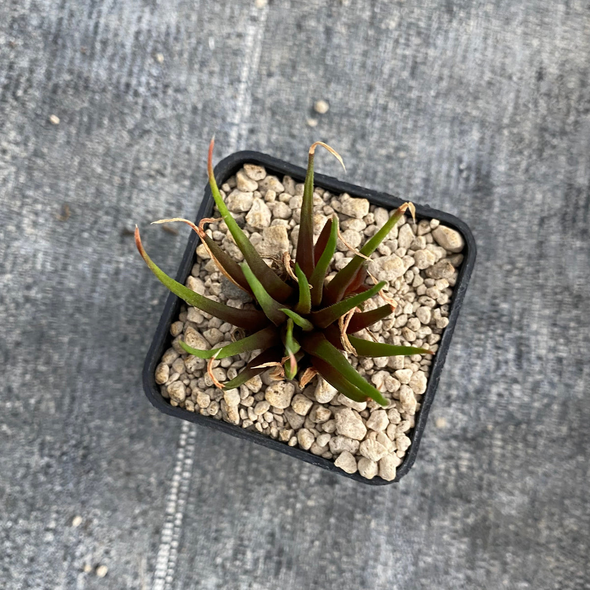 Haworthia angustifolia v. altissima (JDV92-063, Palmietfountain)