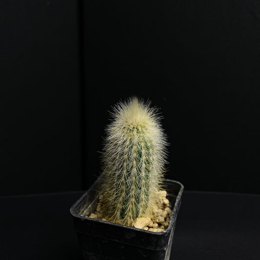 Cleistocactus friedrichii x strausii