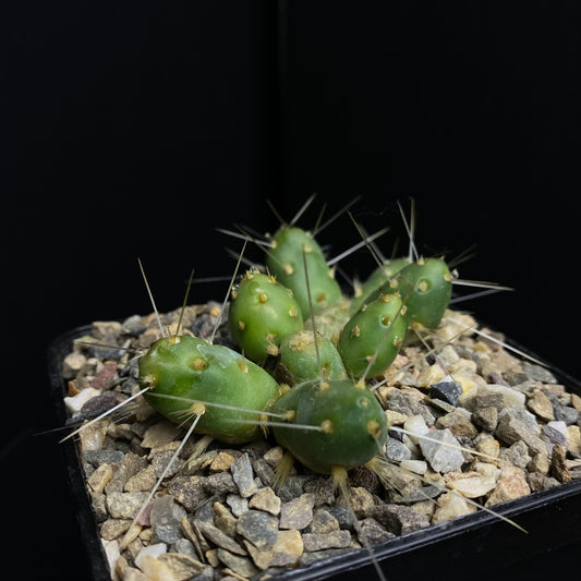 Maihueniopsis ovata (Bewurzelter Kopf)