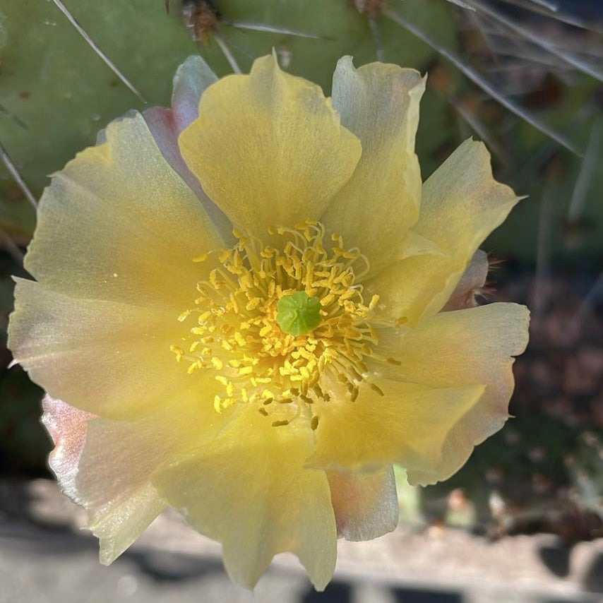Opuntia fragilis (Winterhart)