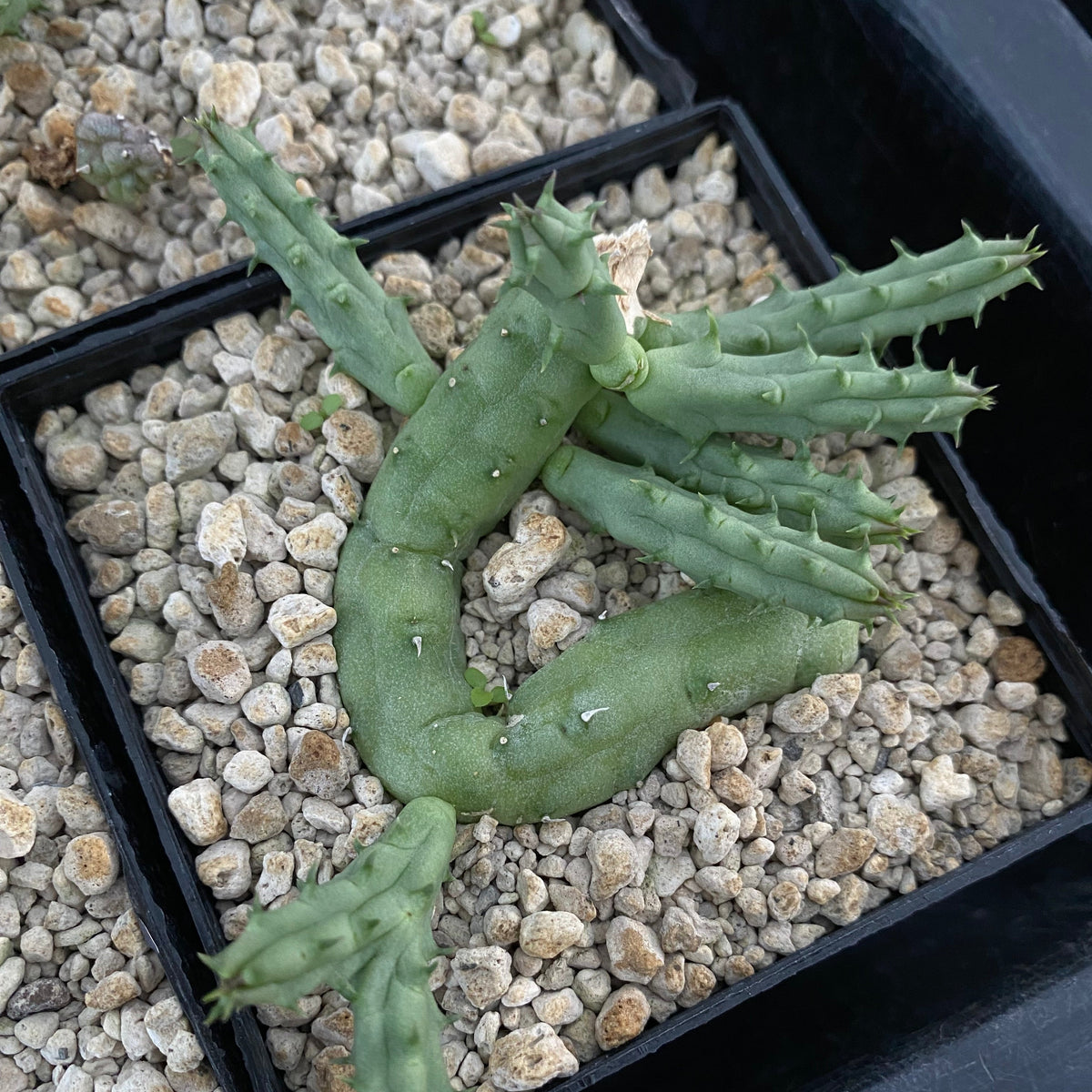 Huernia procumbens