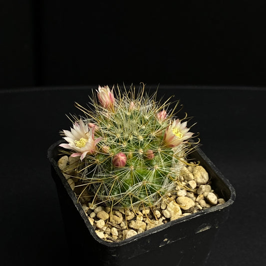 Mammilaria aurihamata