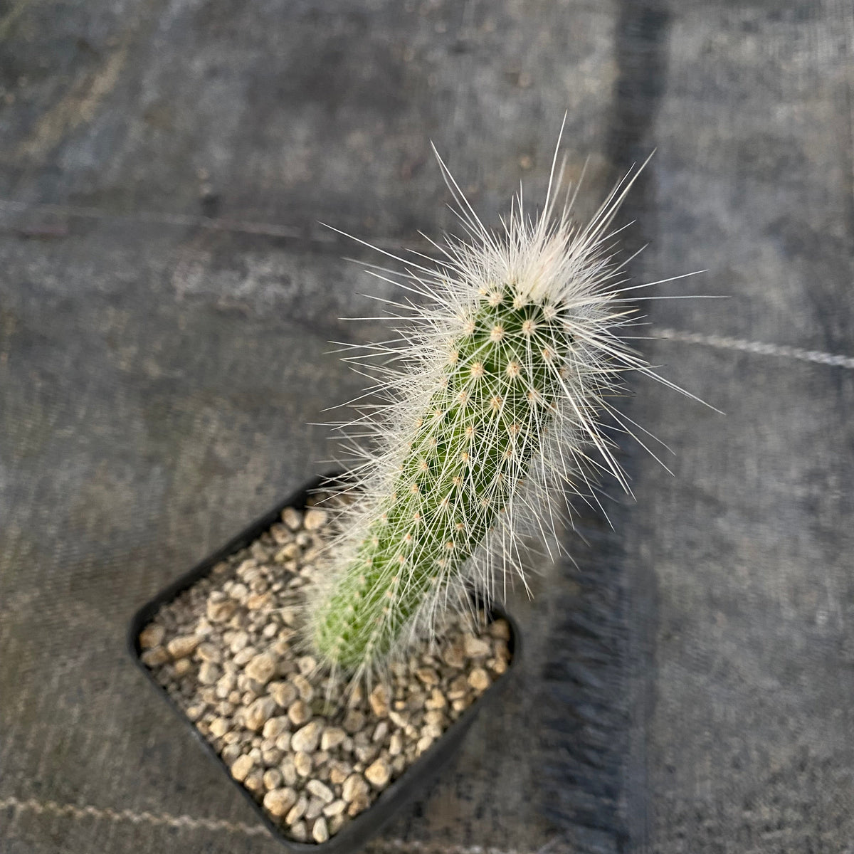 Echinocereus rayonesensis
