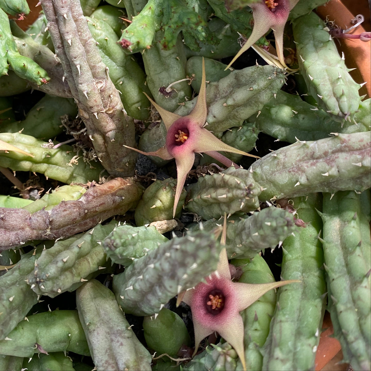 Huernia procumbens