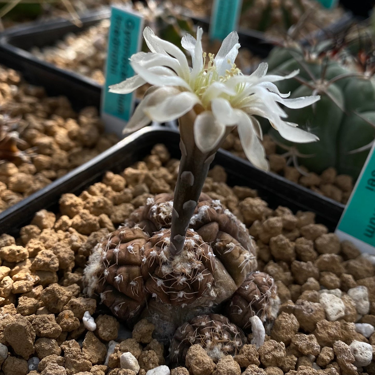 10 Samen - Gymnocalycium ragonesei