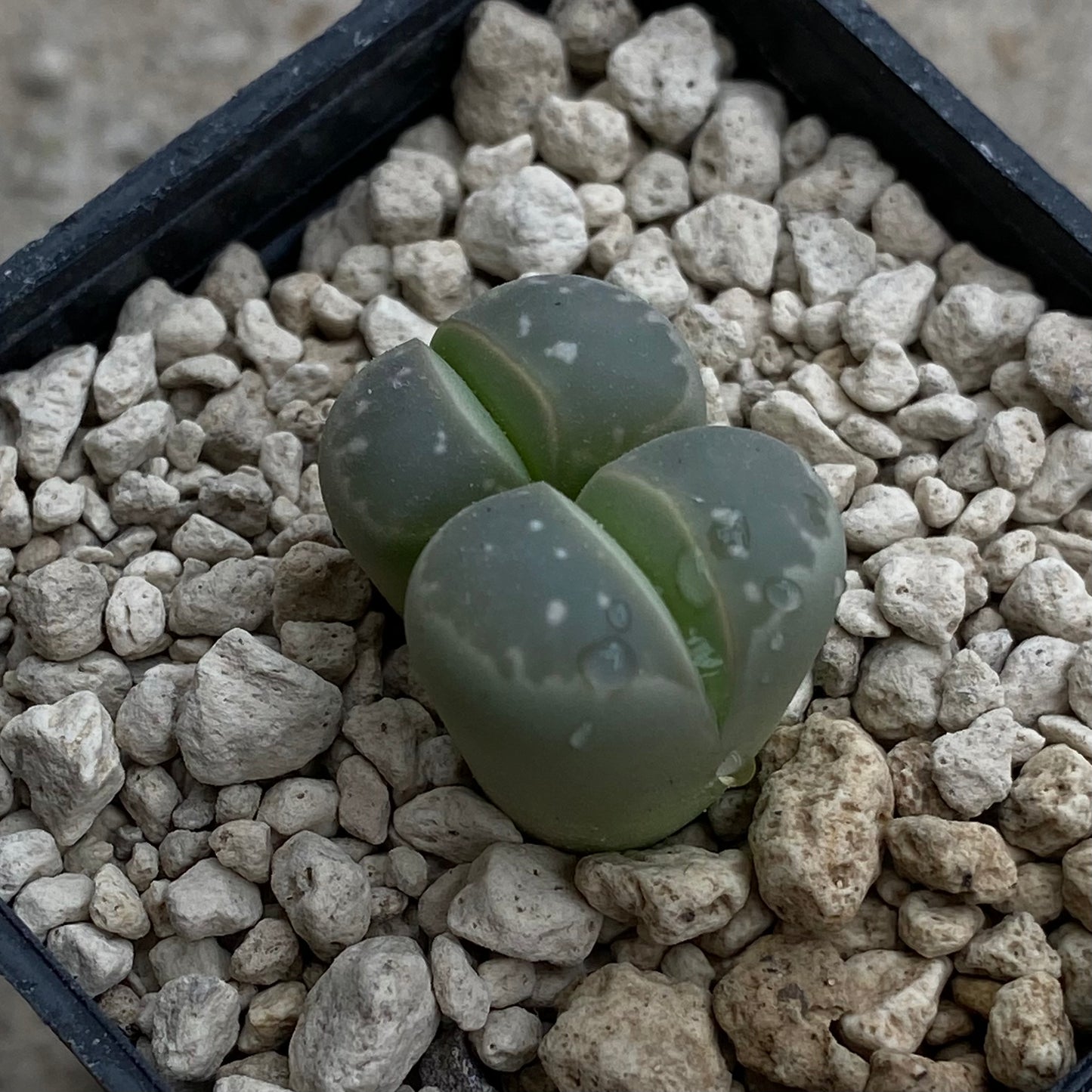 Lithops olivaceae C55