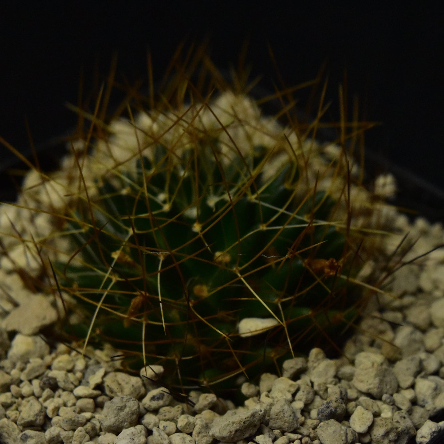 Dolichothele camptotricha cv. marnier-lapostollei