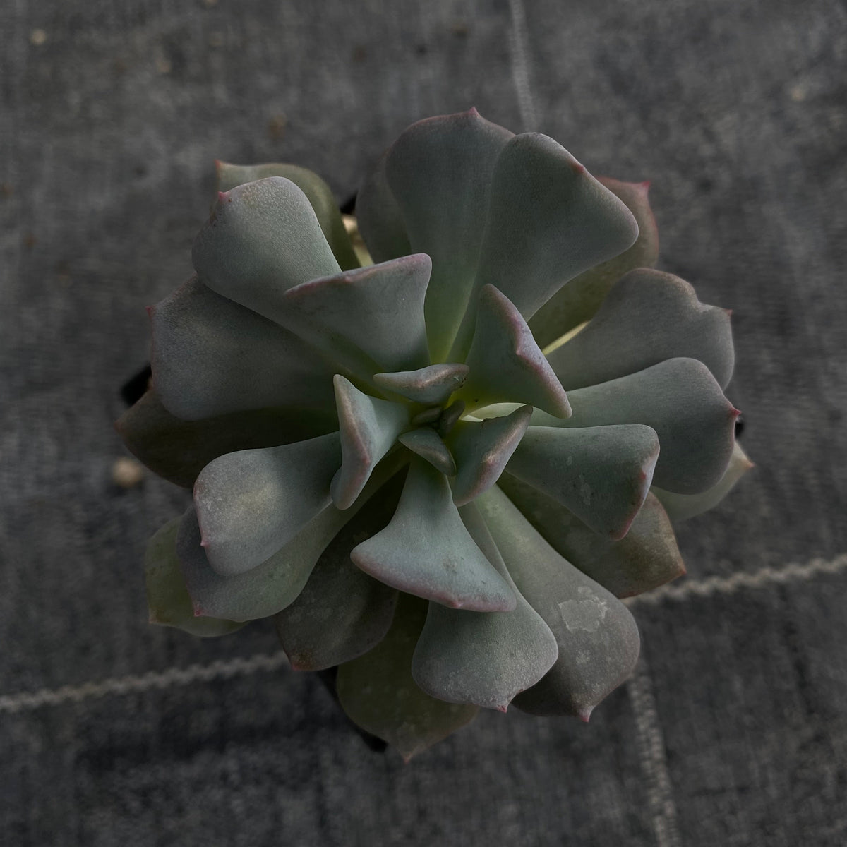 Echeveria cv. "Cubic Frost"