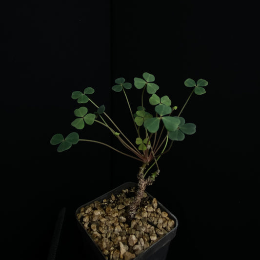 Oxalis sp. Nazca, Peru