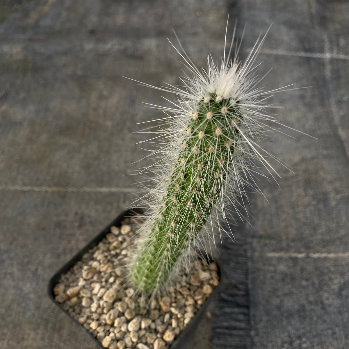 Echinocereus rayonesensis