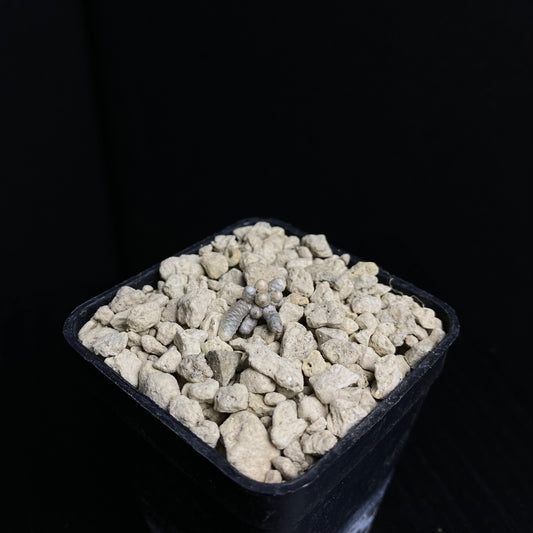 Avonia grisea (Platbakkies)