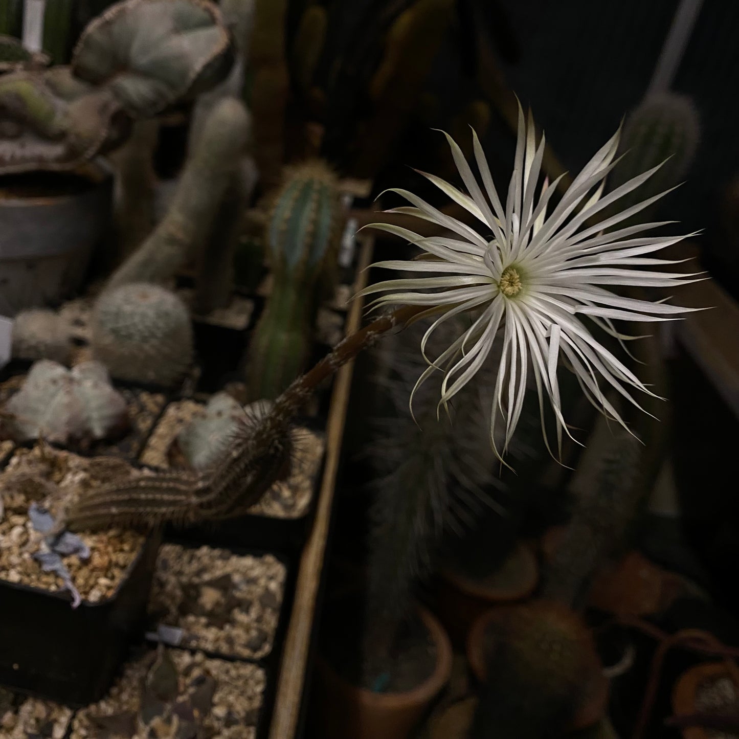 10 Samen - Setiechinopsis mirabilis