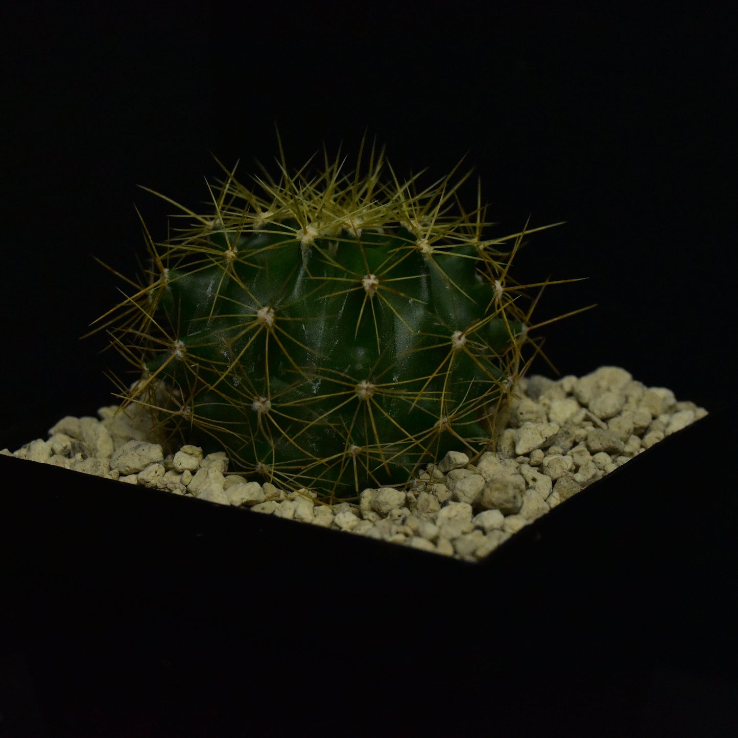 Ferocactus schwarzii (Sinaloa, Mex.)