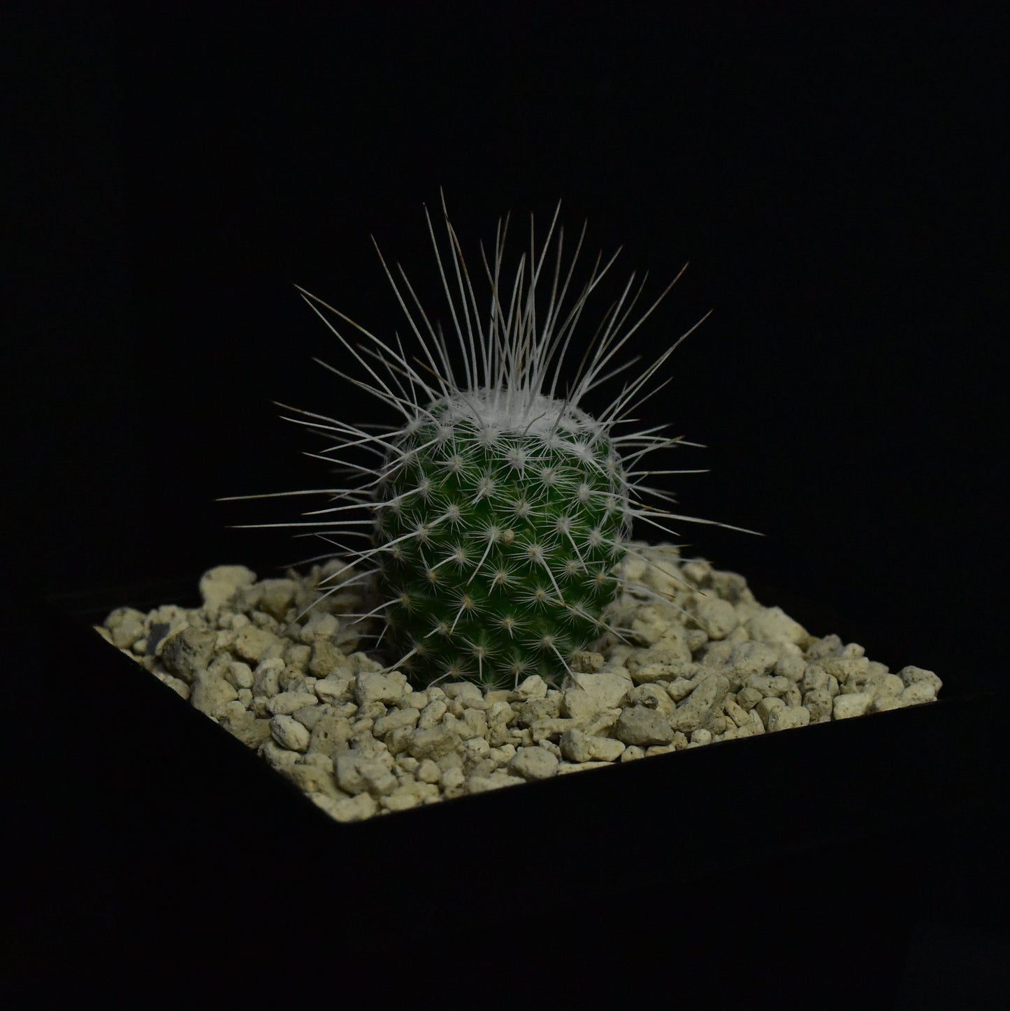 Mammillaria parkinsonii