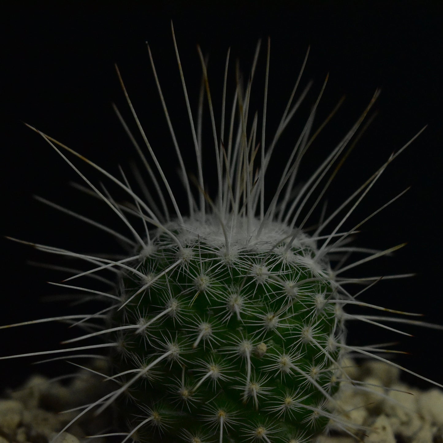 Mammillaria parkinsonii