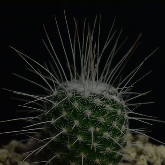Mammillaria parkinsonii