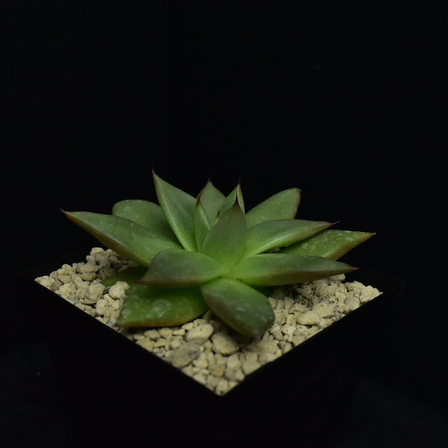 Echeveria agavoides (Hidalgo, Mex.)