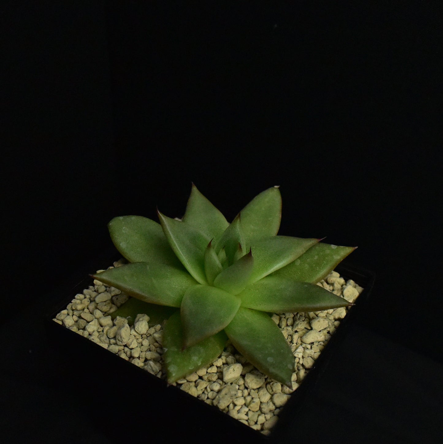 Echeveria agavoides (Hidalgo, Mex.)