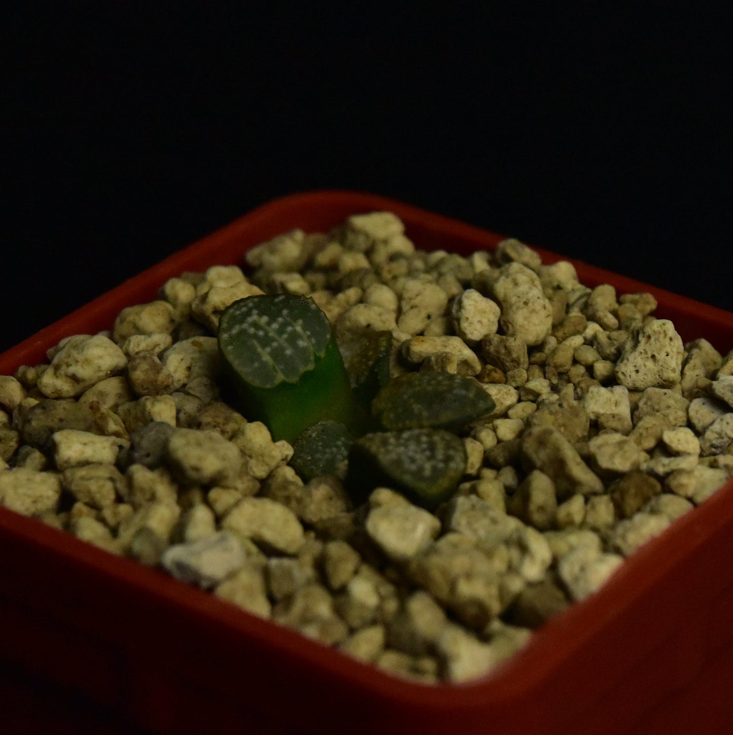 Haworthia groenewaldii (MBB7801)