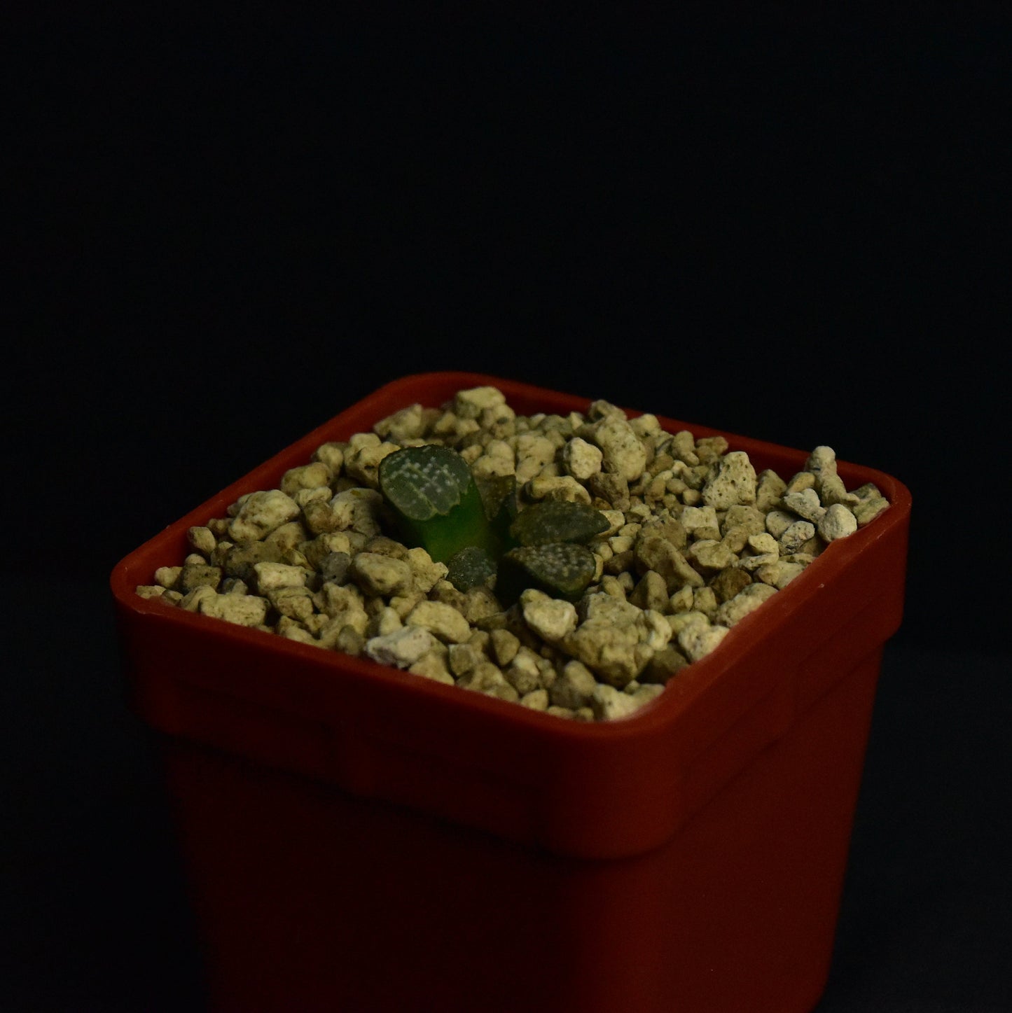 Haworthia groenewaldii (MBB7801)