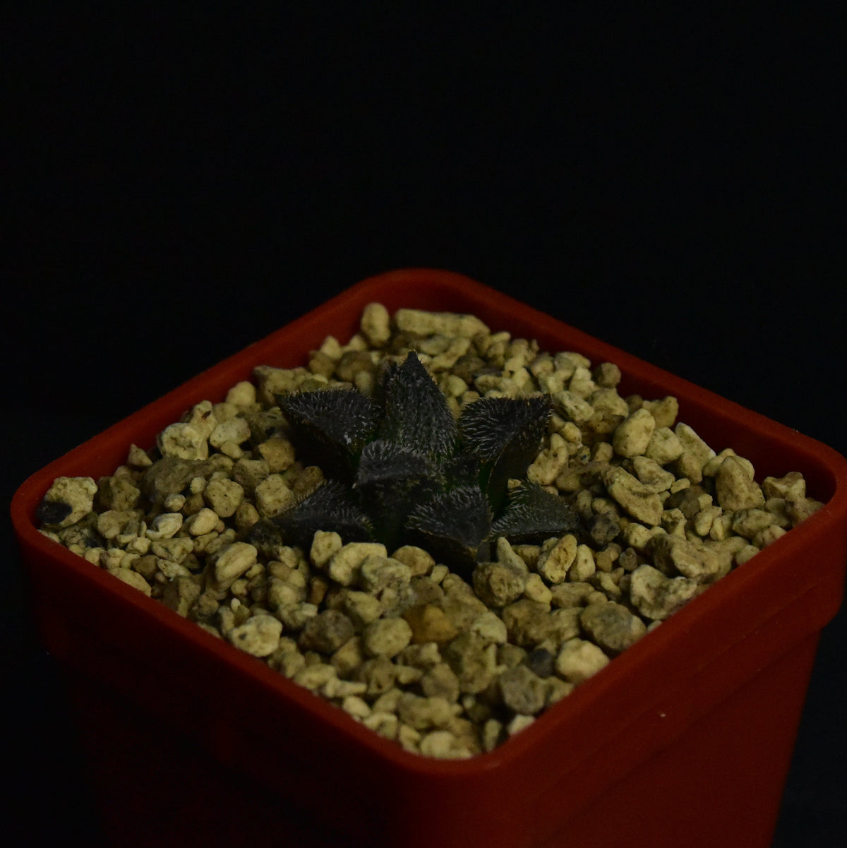 Haworthia bobii MBB7248