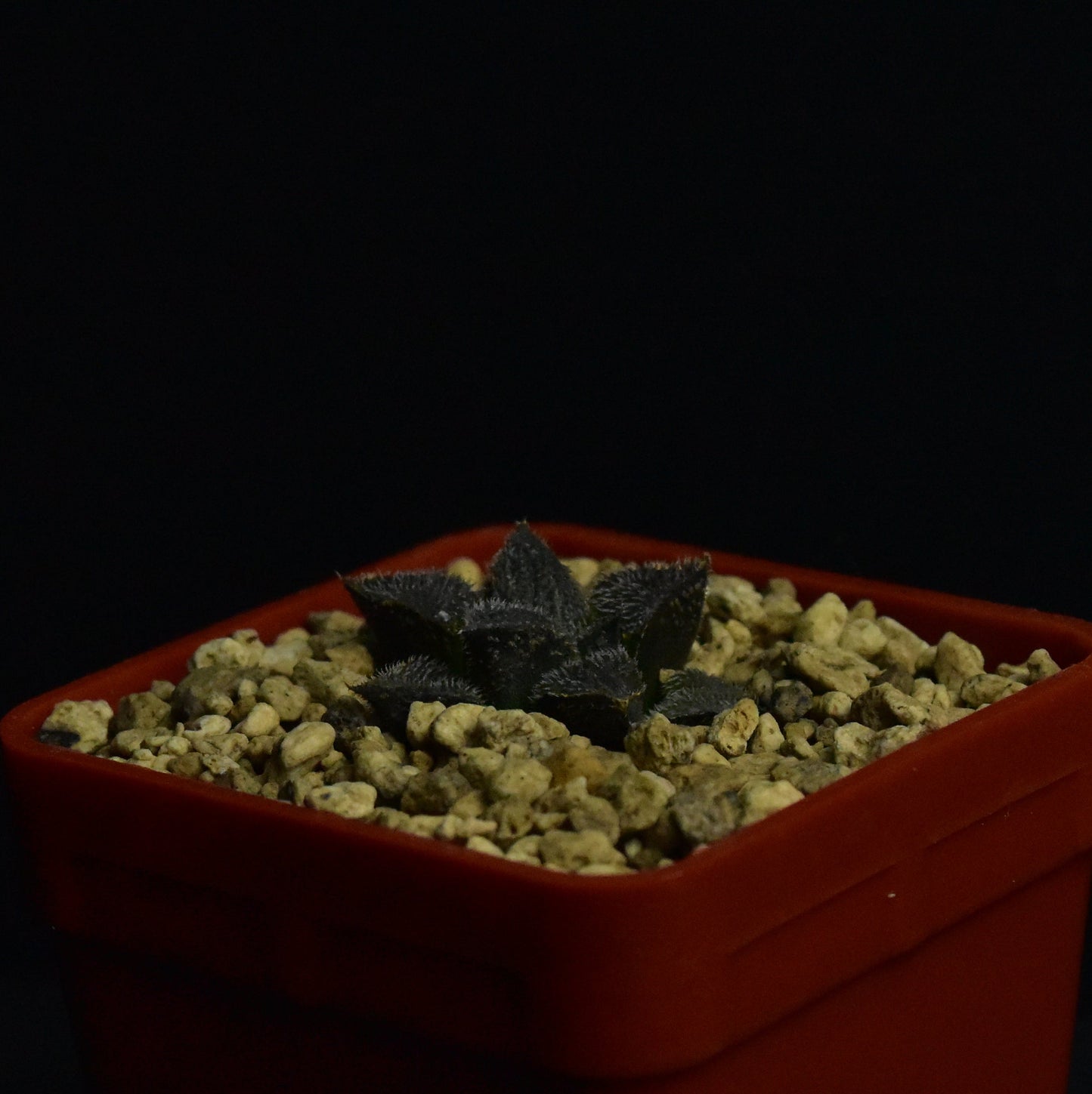 Haworthia bobii MBB7248