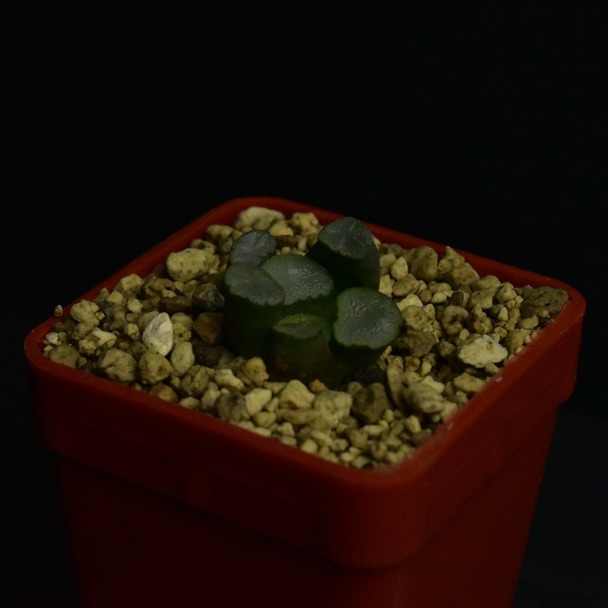 Haworthia maughanii cv. Amaterasu