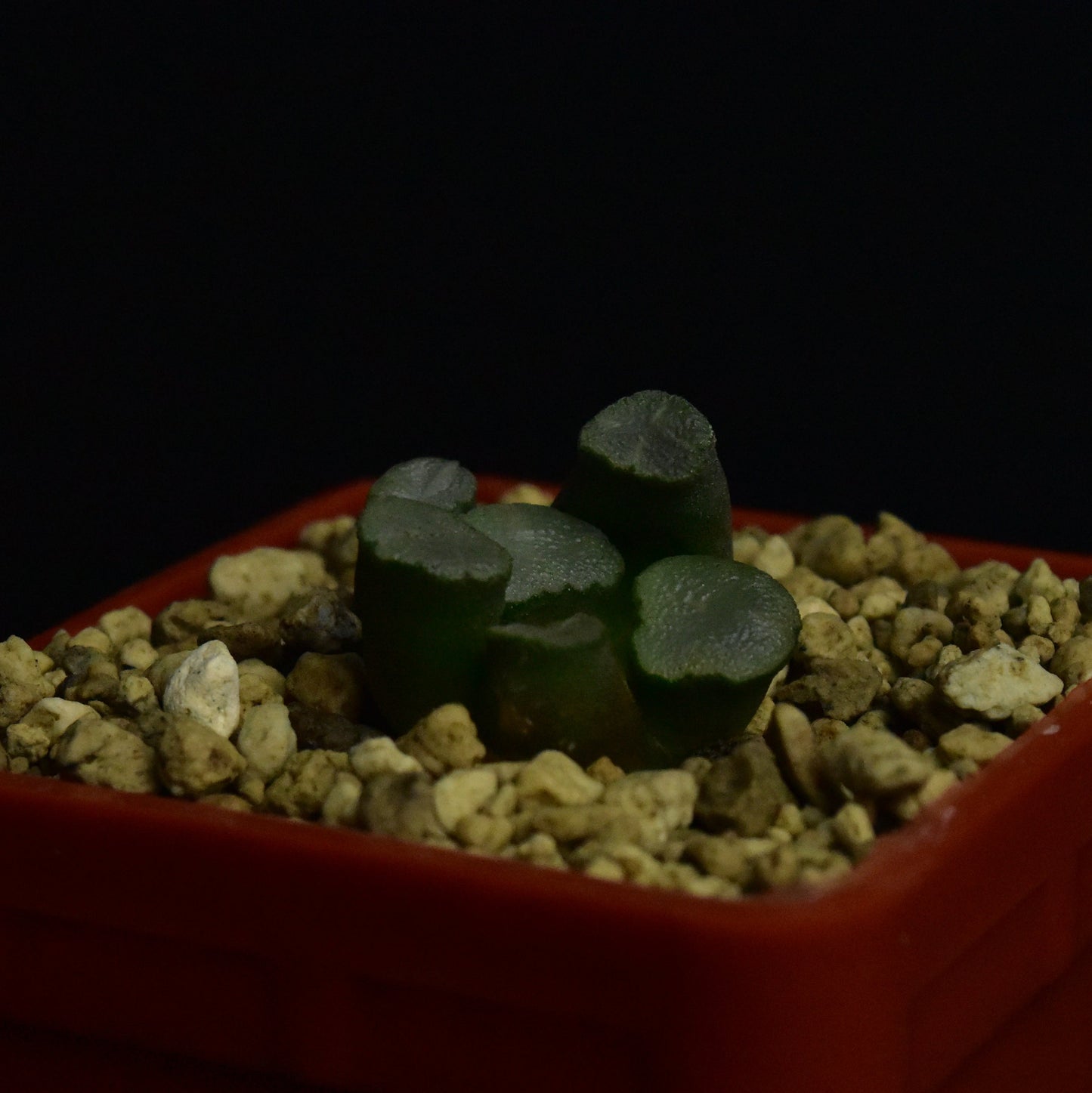 Haworthia maughanii cv. Amaterasu