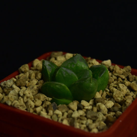 Haworthia cv. Green Flame