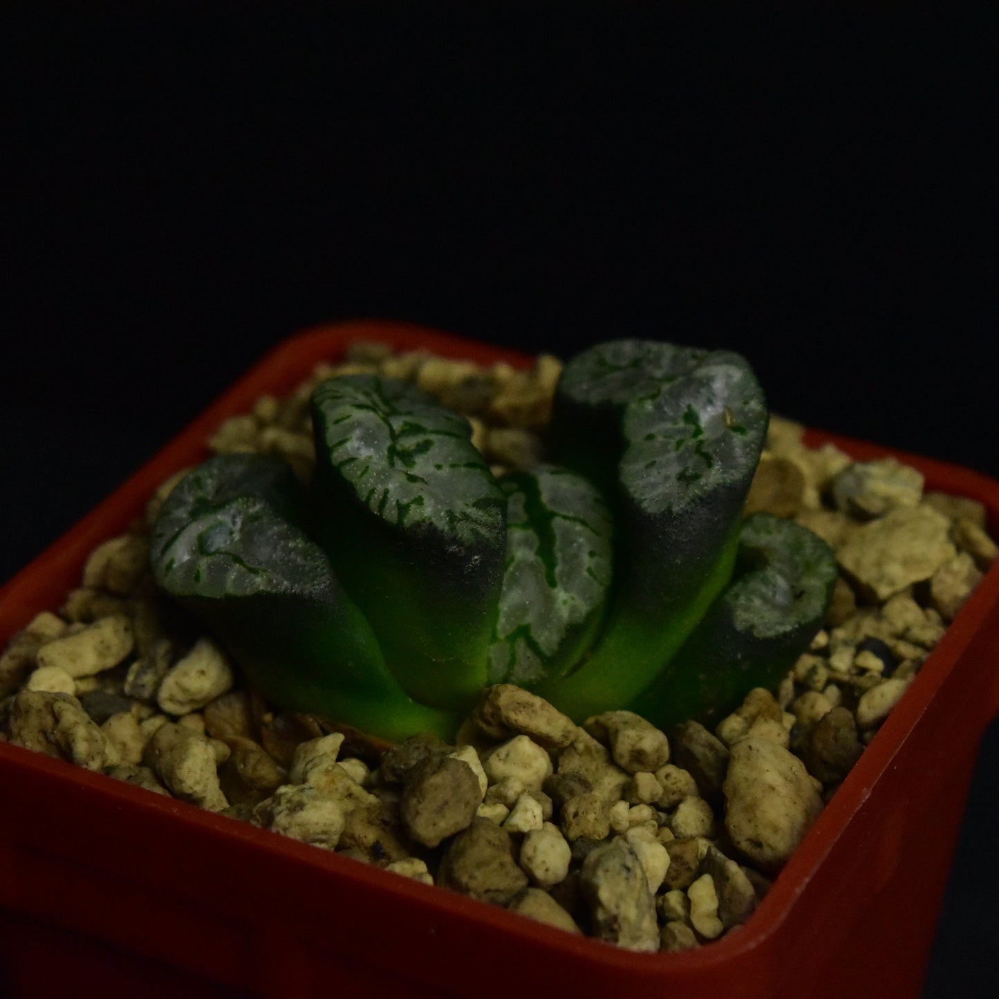 Haworthia truncata cv. Genbu