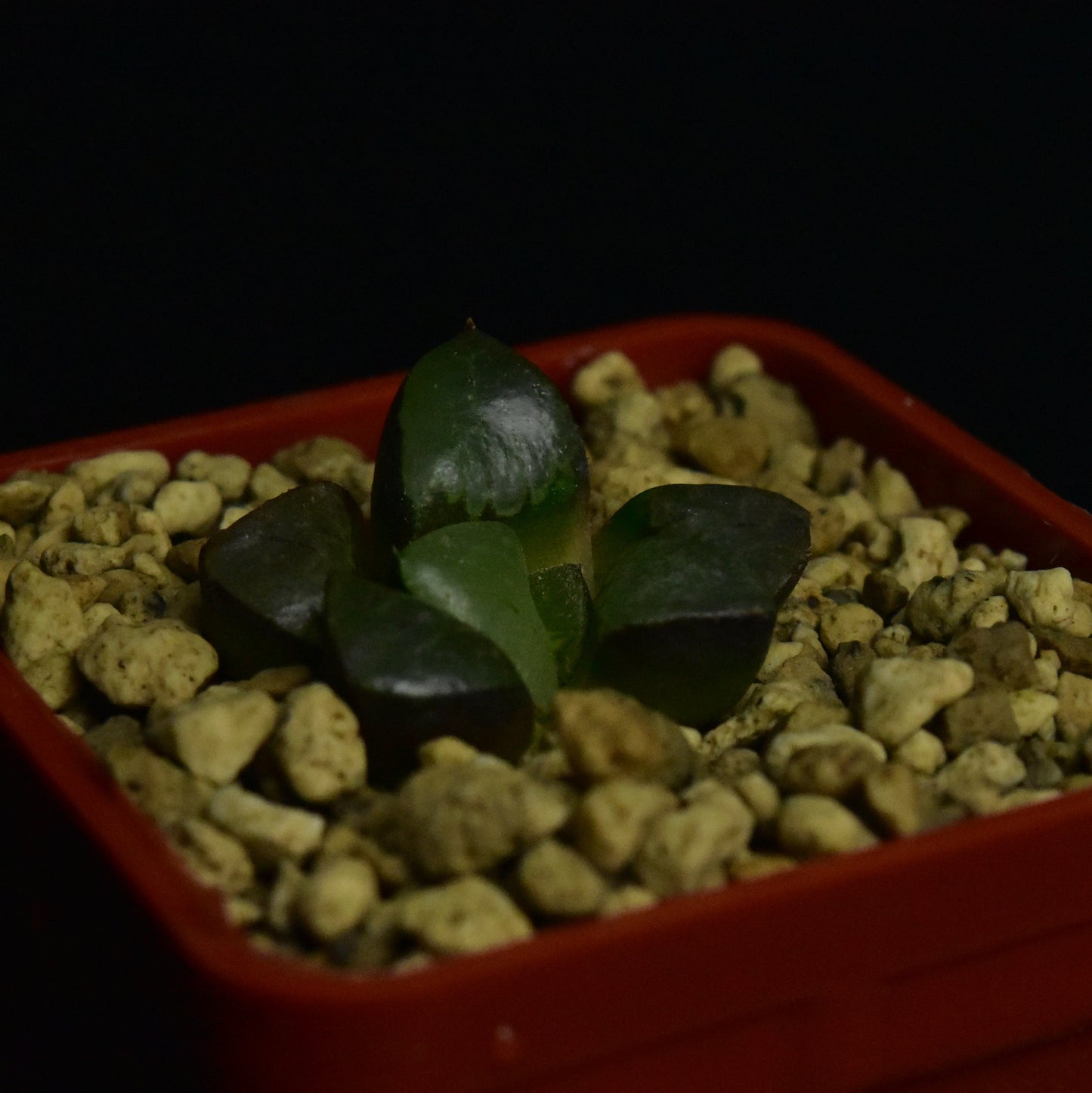 Haworthia springbokvlakensis cv. Crystal Ball