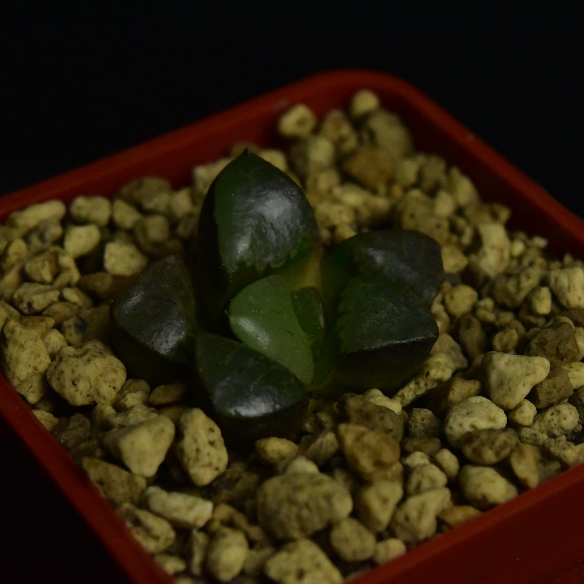 Haworthia springbokvlakensis cv. Crystal Ball