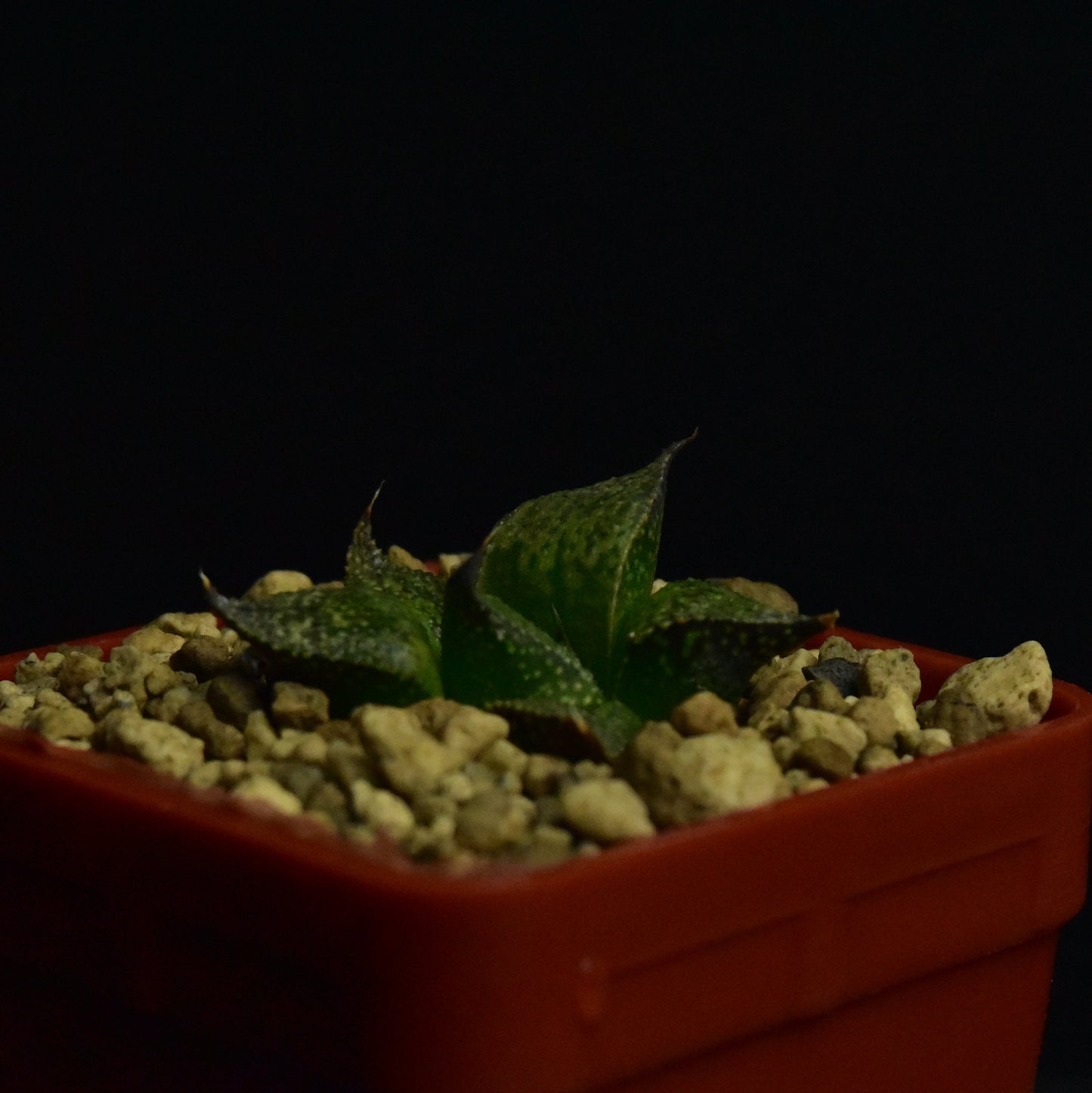 Haworthia esterhuizenii (DMC10246)