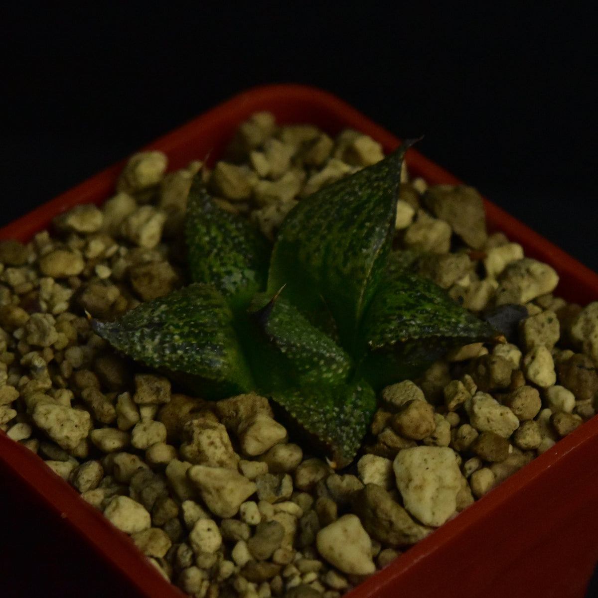 Haworthia esterhuizenii (DMC10246)