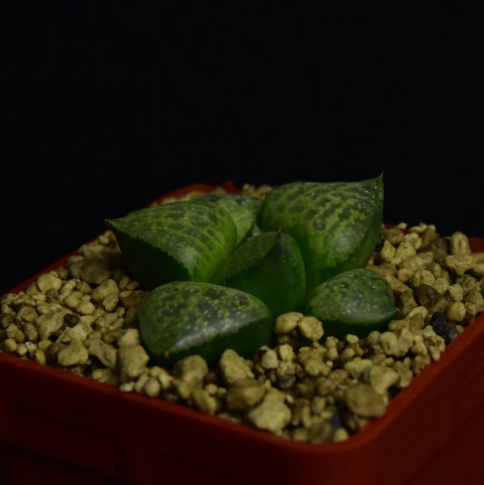 Haworthia cv. Haku-Gei