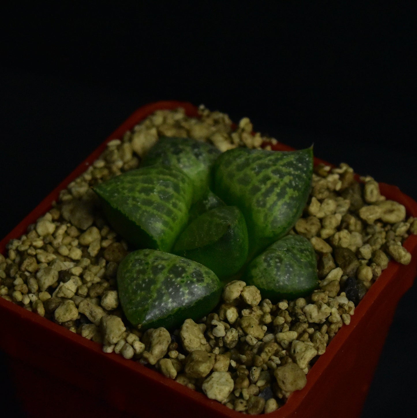 Haworthia cv. Haku-Gei