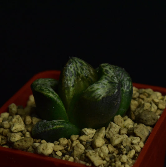 Haworthia cv. Incarose
