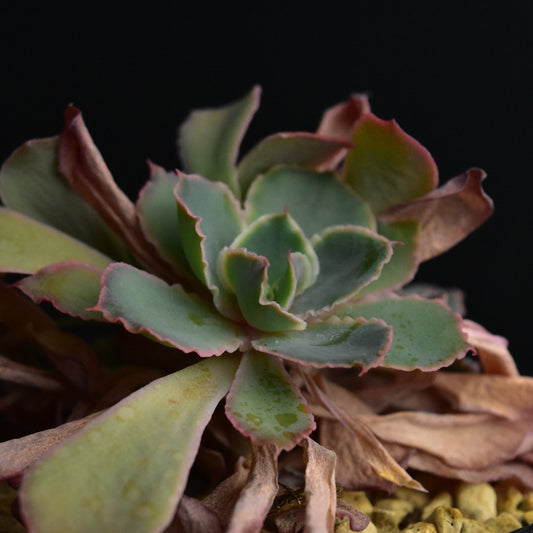 Echeveria cv. "Neon Breakers"