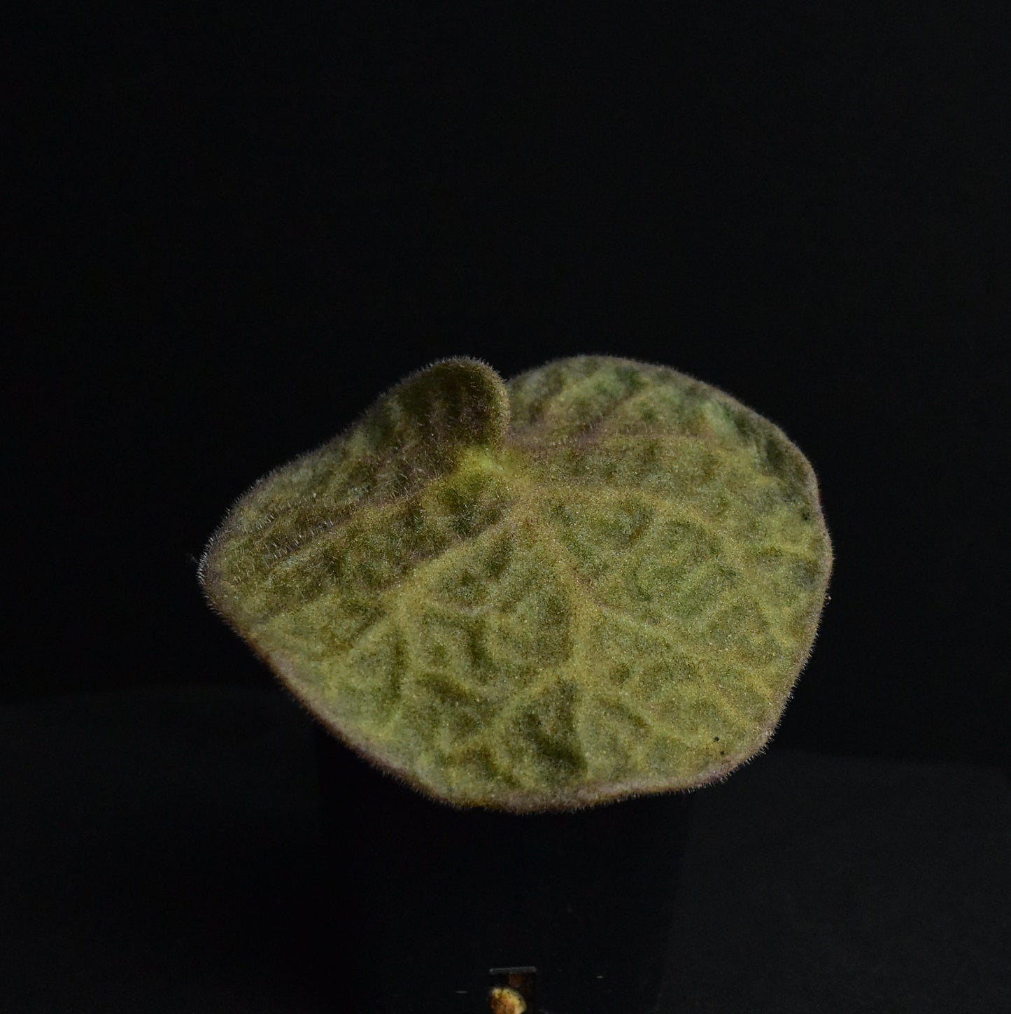 Tylecodon singularis