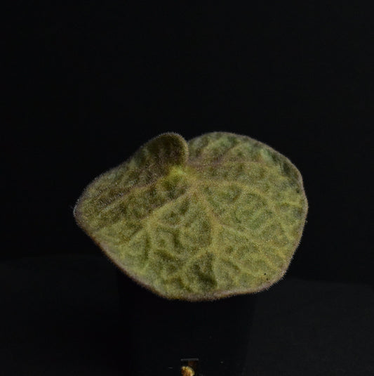Tylecodon singularis