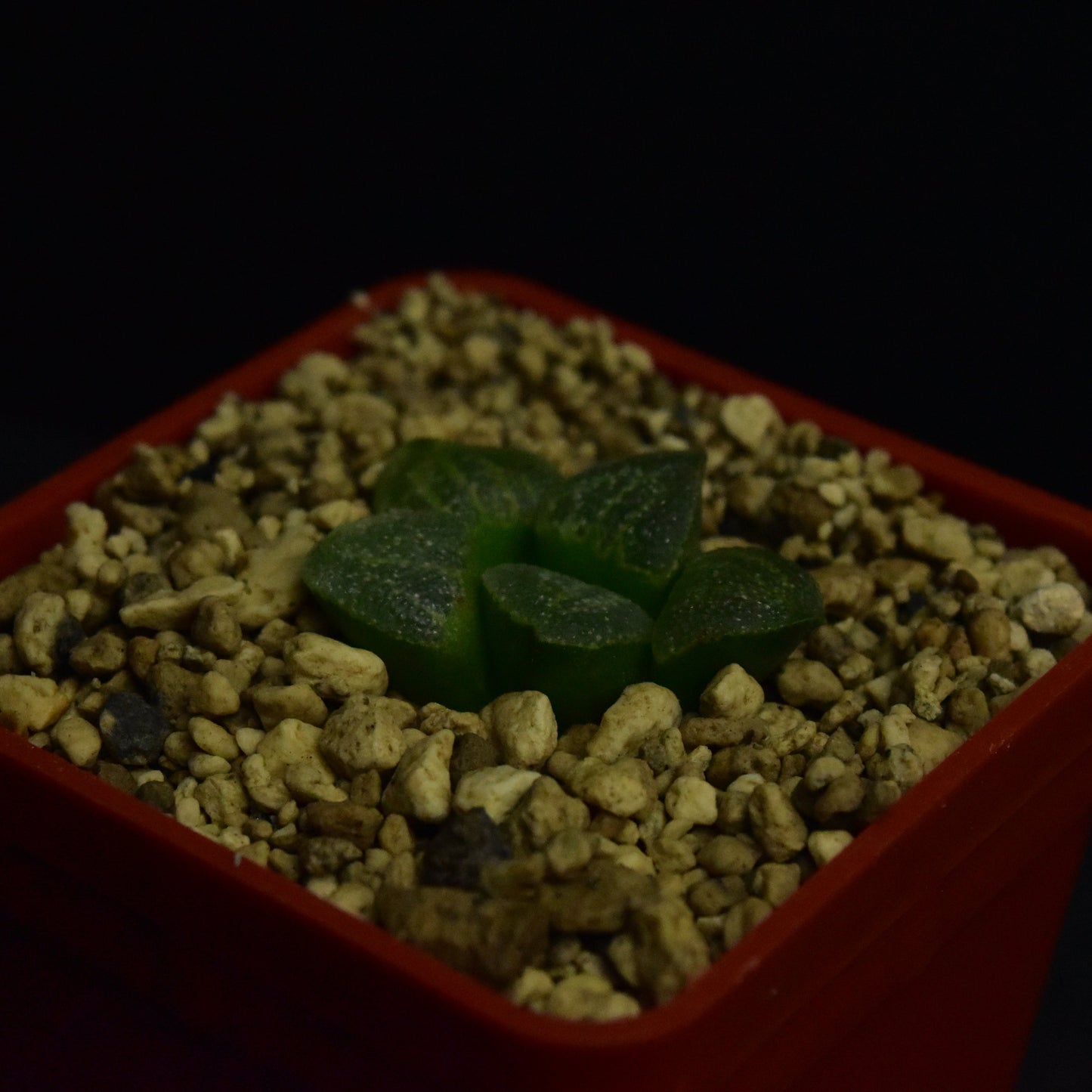 Haworthia pygmea v. argenteo-maculosa (GM326)