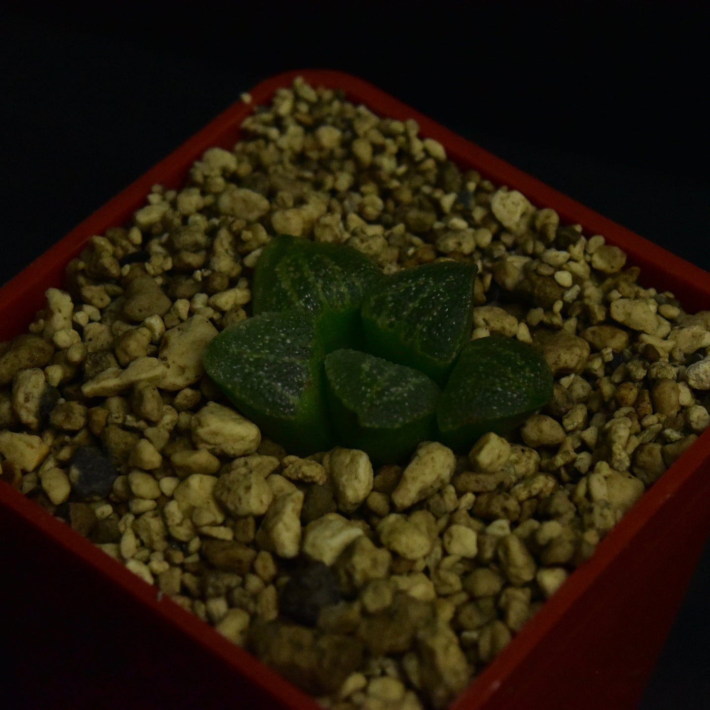 Haworthia pygmea v. argenteo-maculosa (GM326)
